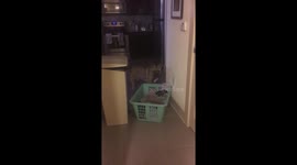 scared of laundry basket