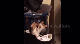 Kittten