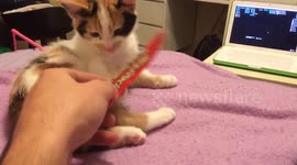 Kitten Easily Entertained