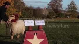 Psychic goat predicts US election winner
