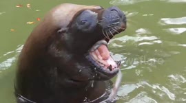 Picky sea lion spits out fish during feeding time at zoo