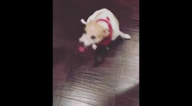 Dogs doing the Alabama ROLL TIDE ROLL Trick