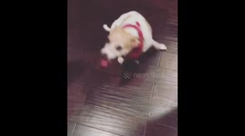 Dogs doing the ROLL TIDE for Alabama football Trick