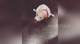 Newsflare Edit - Dogs doing the Alabama ROLL TIDE ROLL Trick