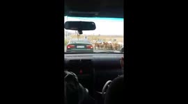 traffic road..the reason?COWS