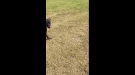 Soldier reunited with puppy after five months away