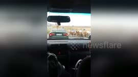 Herd of cows causing traffic on a road