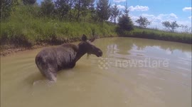 Fearless man swims with moose