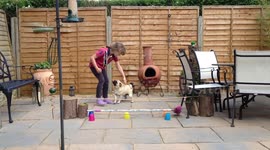 Oscar the pug learning to jump as a puppy