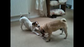 Oscar the Pug and his Brother from another Mother play Tug O' War.