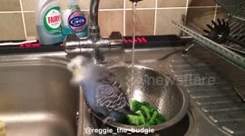 Budgie vegetable shower - belly flop