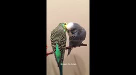 Two birds can't stop kissing each other