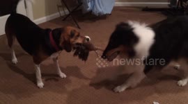 Collie and Beagle Playing