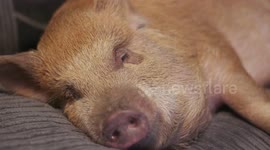 Pampered pet pig watches TV box sets like The Walking Dead