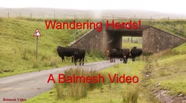 Wandering Cattle on the Road.