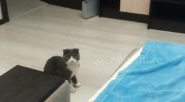 Kitty catch a ball - GoalKeeper saves