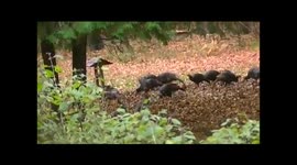 Flock of Wild Turkeys Dancing On My Front Lawn to hip hop