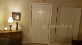 Cat can't reach balloon and it drives him mad.