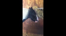 Jackson the cat riding his horse Brenda