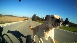 Cyclist chased by adorable dog