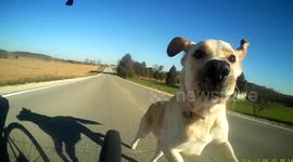 Newsflare Edit - Cyclist chased by adorable dog
