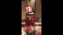 Dog 'reacts' to Trump's election win