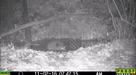 Bear relaxes in pond at night