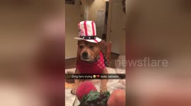 Newsflare Edit - I asked our dog how he felt about the election, and he started crying. I dieeee!????????????#ElectionNight https://t.co/Uzezcu5uCP