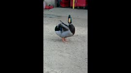 Nibbles courtship dance