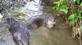 Walk with us and the otters at the creek.