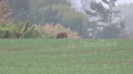 Wild cat filmed prowling around British countryside