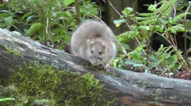 Giant rat chasing a squirrel