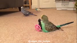Budgie love triangle