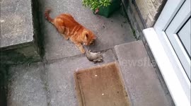 Cat plays with a dead rabbit it caught