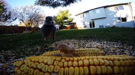 Blue Jays Eating Peanuts