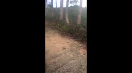 Spider video
