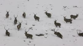 Herd of deer forage in the snow during blizzard