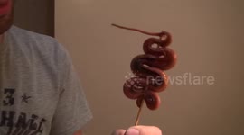 Our Cambodian Snack - Eating Spiders and Snakes!