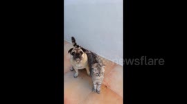 Pugandcat