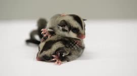 Tiny Sugar Glider Cubs