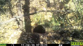Two separate black bears in the pond 4Nov2016