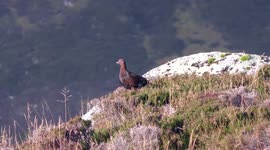 Red Grouse and red deer herds along Glen Callater, Braemar, Cairngorms, Scotland