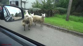River of Sheep flows Around my Car.