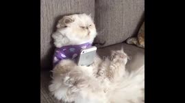 Pondering Cat