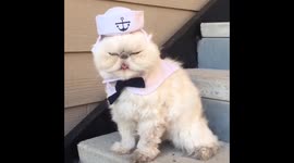 Sailor Cat
