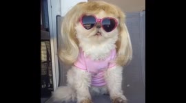 Cool Cat with Sunglasses
