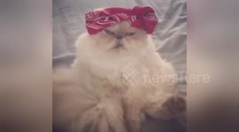 Newsflare Edit - Thug Cat
