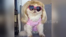 Newsflare Edit - Cool Cat with Sunglasses
