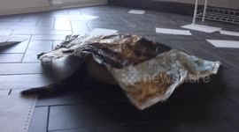 Cute Kitten Plays with newspaper