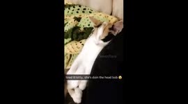 Cute Kitten Falling Asleep